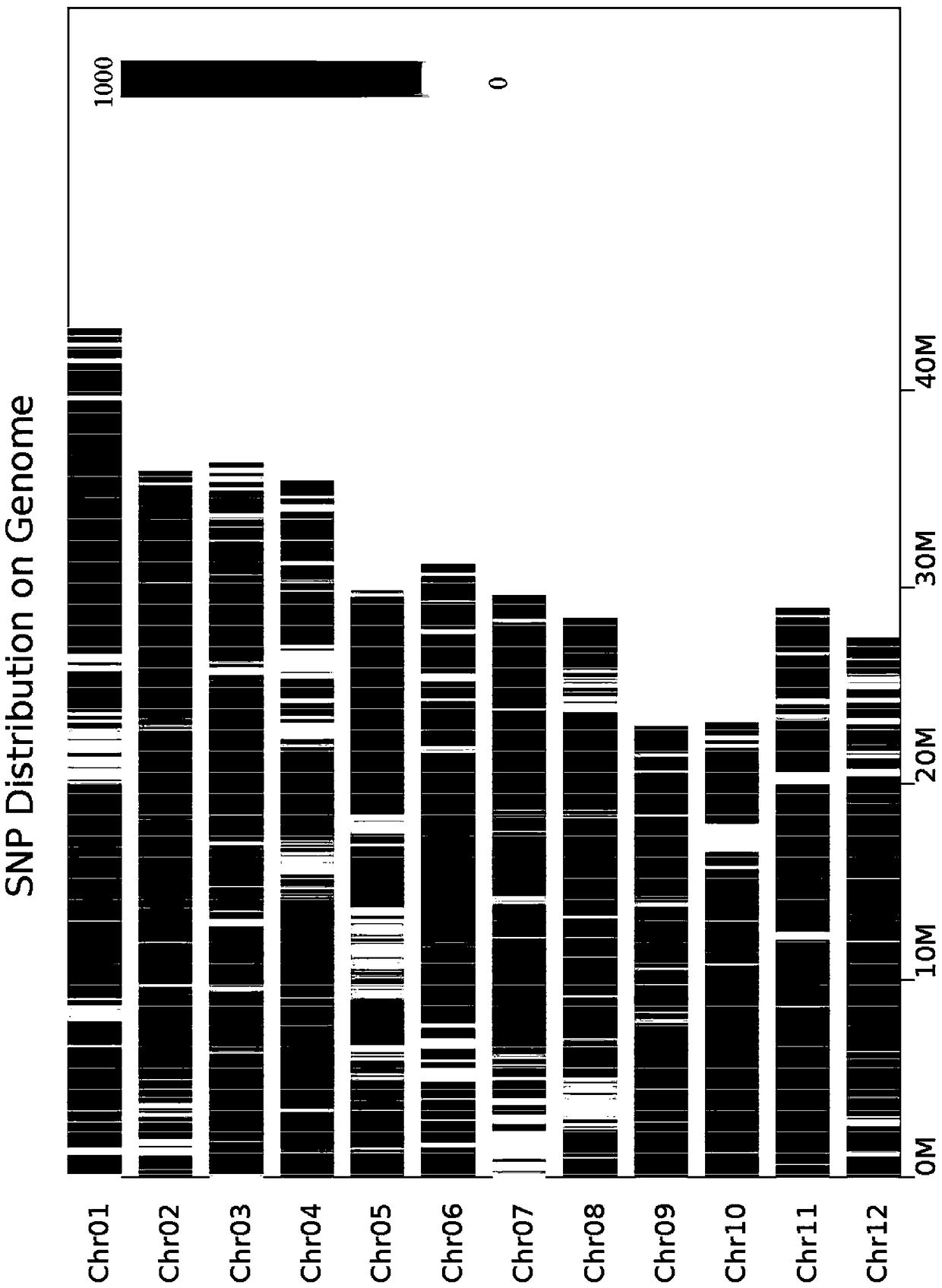 Method for accurately predicting BSA-seq candidate gene in low-density SNP genomic region