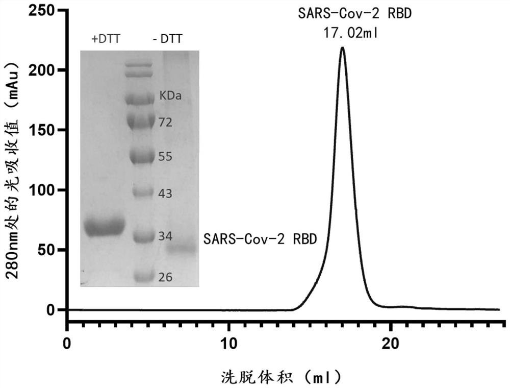 Monoclonal antibody of novel coronavirus and mutant thereof and application of monoclonal antibody