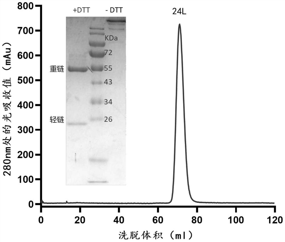 Monoclonal antibody of novel coronavirus and mutant thereof and application of monoclonal antibody