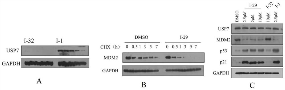 Quinazolinone USP7 inhibitor as well as preparation method and application thereof