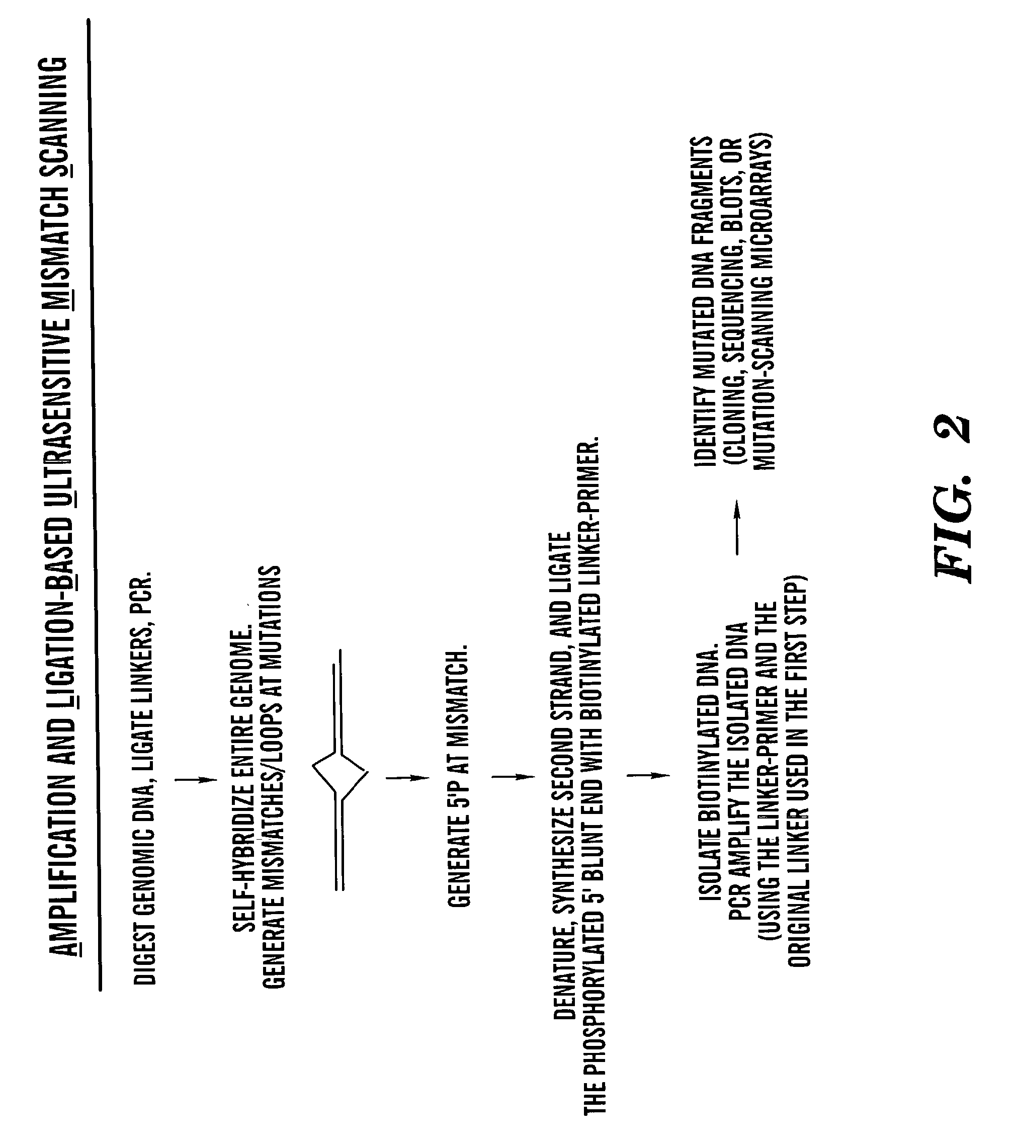 Methods for rapid screening of polymorphisms, mutations and methylation