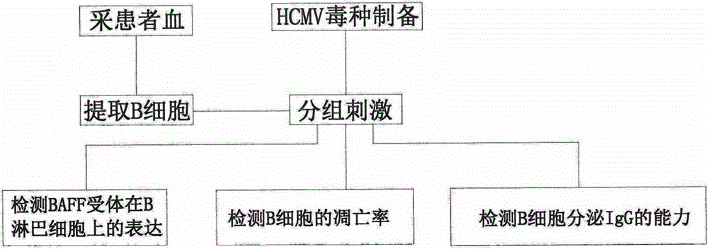 Method for detecting harm degree of postoperative cytomegalovirus infection of kidney transplantation patient