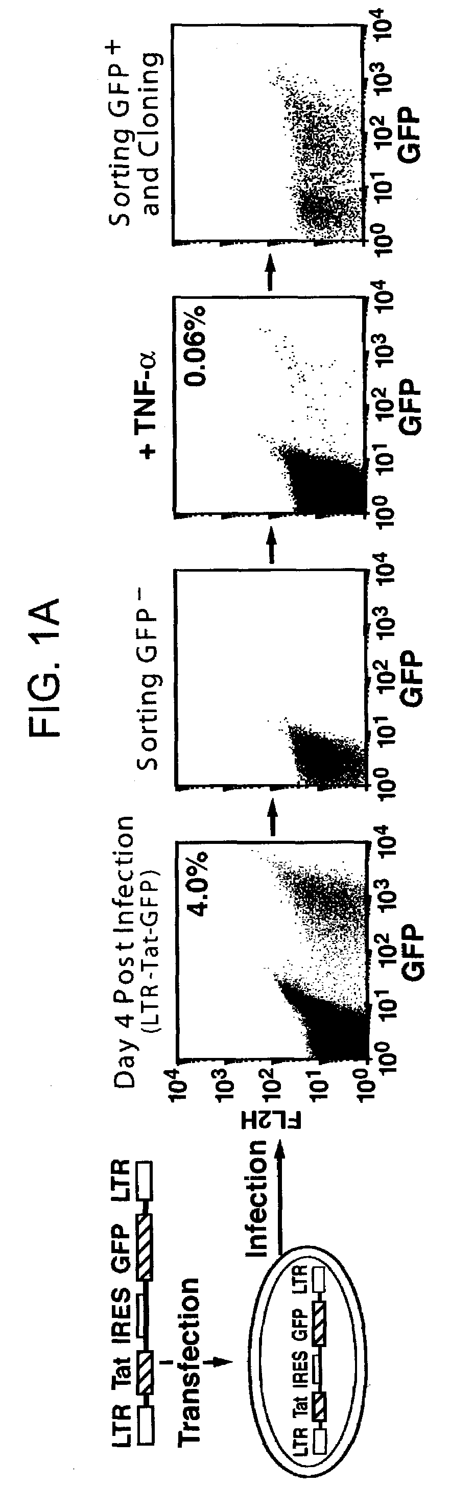 Cell lines with latent immunodeficiency virus and methods of use thereof