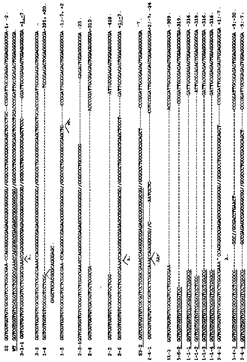 Method for establishing Gadd45a knockout rabbit model by adopting knockout technology