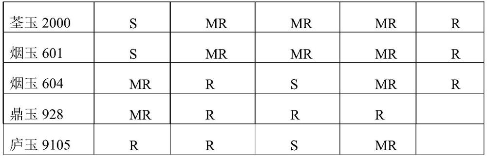 Method for creating high-yield multi-resistance corn inbred line suitable for northern latitude 33-degree region