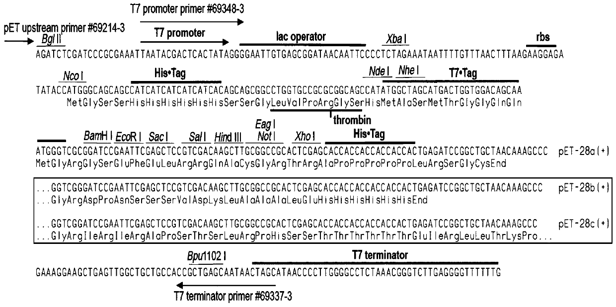 Money fish luteinizing hormone lh gene, money fish lh recombinant protein and application