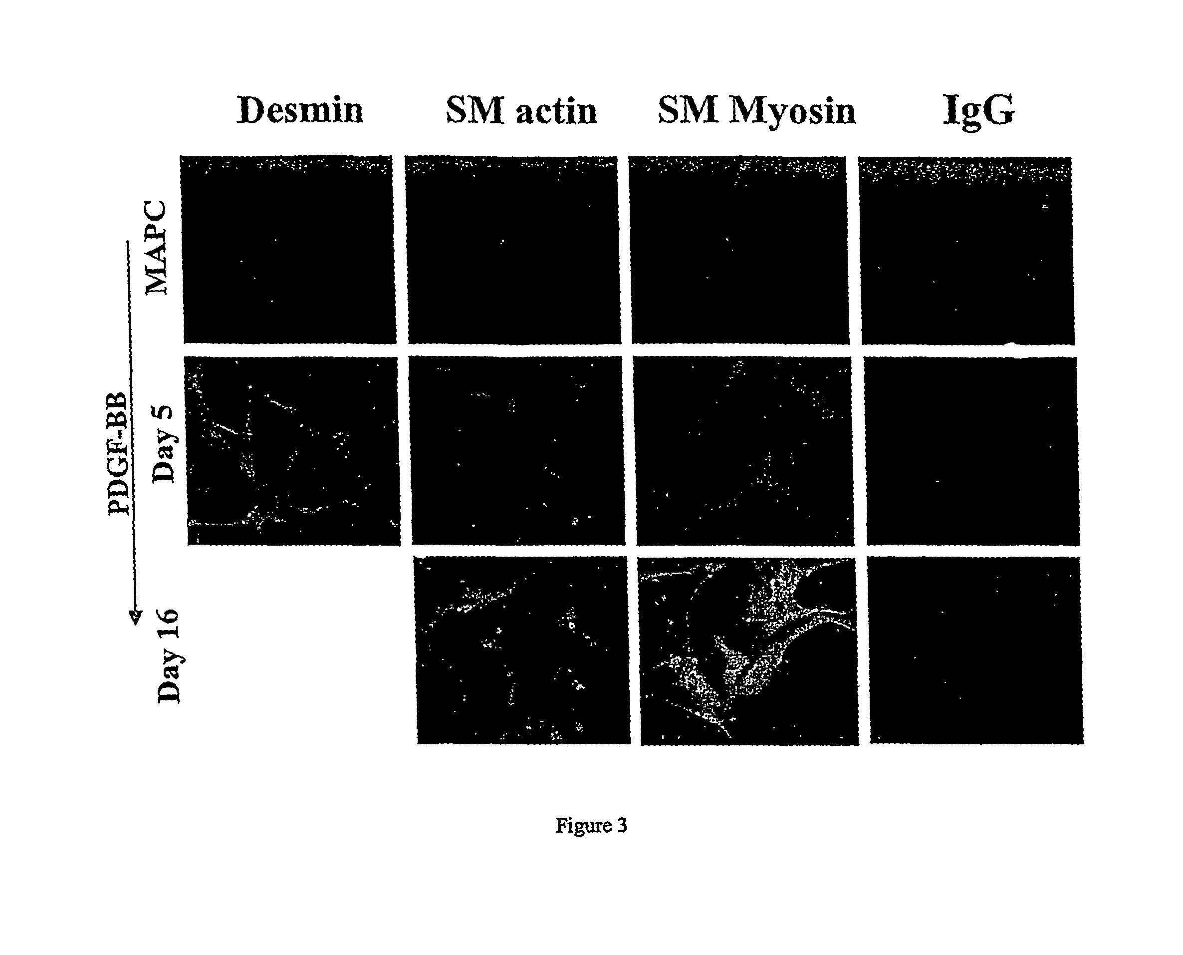 Engineered blood vessels