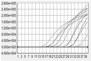 Capripoxvirus (CPV) Taqman-MGB (minor groove binder) probe multiple real-time fluorescence quantitative PCR (polymerase chain reaction) detection primer, kit and detection method