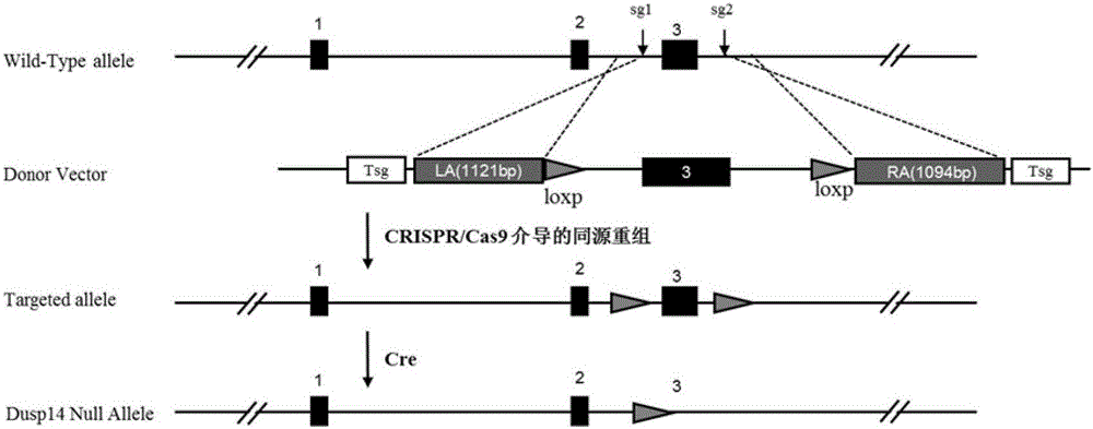 Function and use of bispecific phosphatase 14 in treatment on nonalcoholic fatty liver and type 2 diabetes