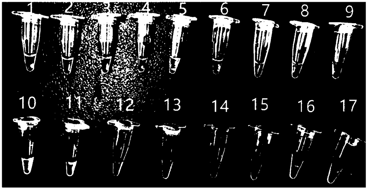 Primer, kit and method for detecting bacillus coli shiga toxin through PSR (Polymerase Spiral Reaction) isothermal amplification reaction detection