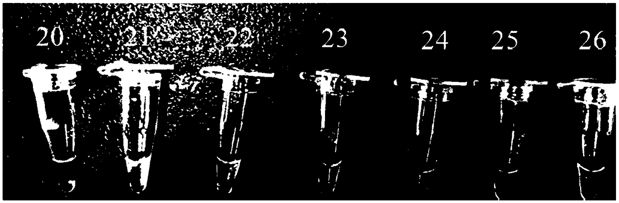 Primer, kit and method for detecting bacillus coli shiga toxin through PSR (Polymerase Spiral Reaction) isothermal amplification reaction detection