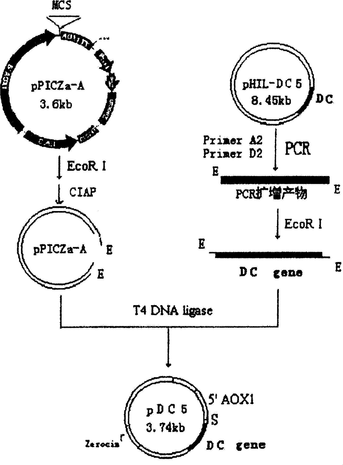 Antibacterial peptide DC and its preparing process and use