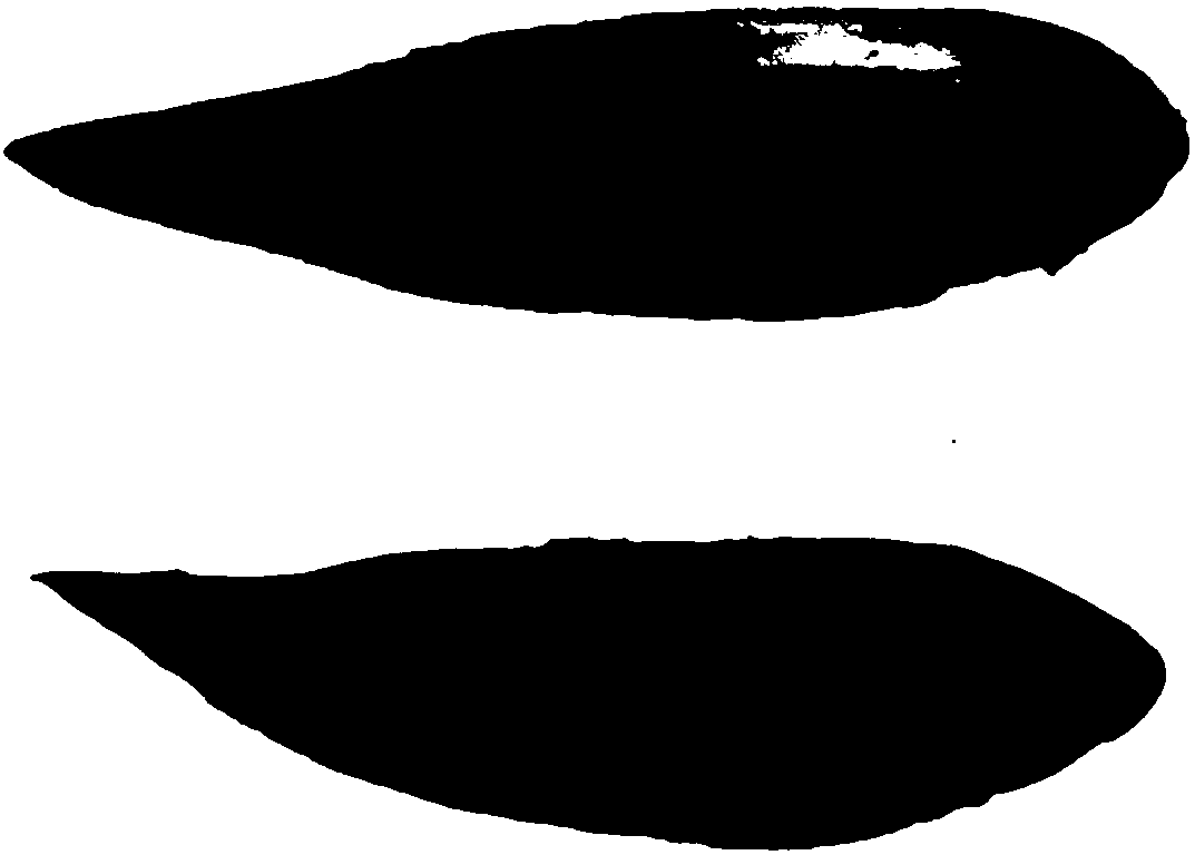 Culturing pond reducing industrially-cultured-flounder-paralichthys eye-free-side melanism