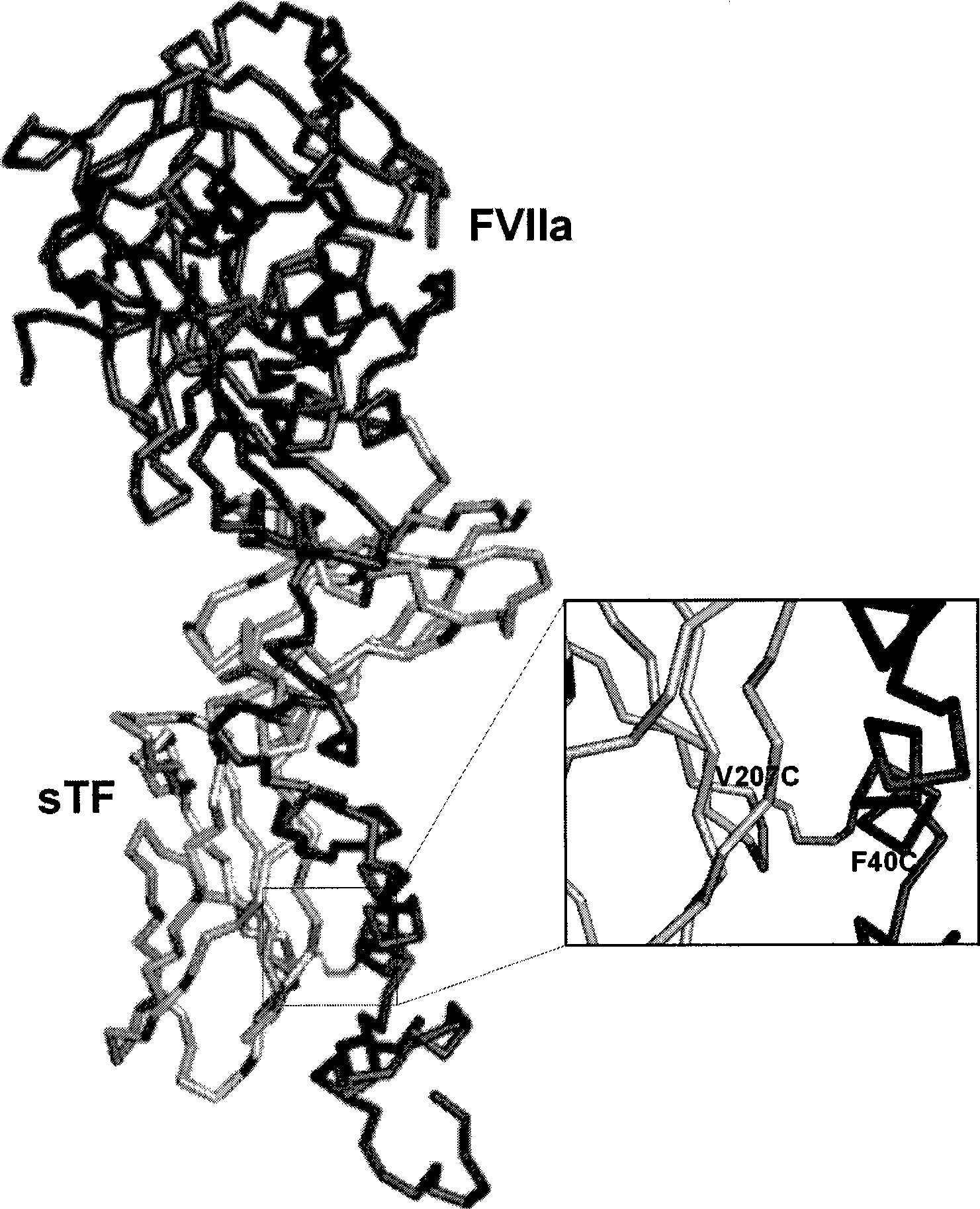 Covalent factor VII-tissue factor complex