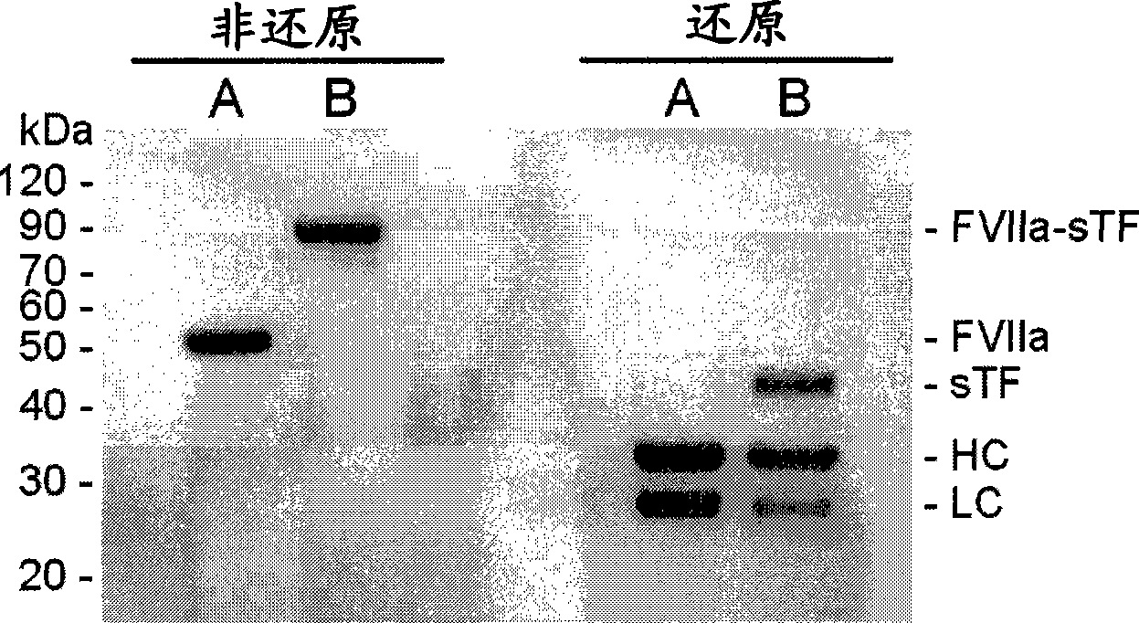 Covalent factor VII-tissue factor complex