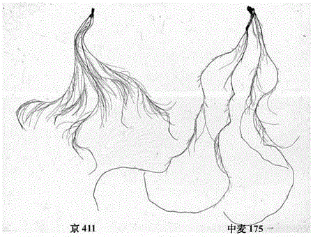 SNP (single nucleotide polymorphism) site related to characters of plant root system and application thereof