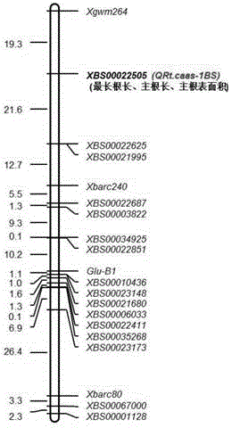 SNP (single nucleotide polymorphism) site related to characters of plant root system and application thereof