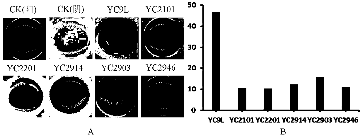 (B.massiliogorillae)YC9L and application thereof