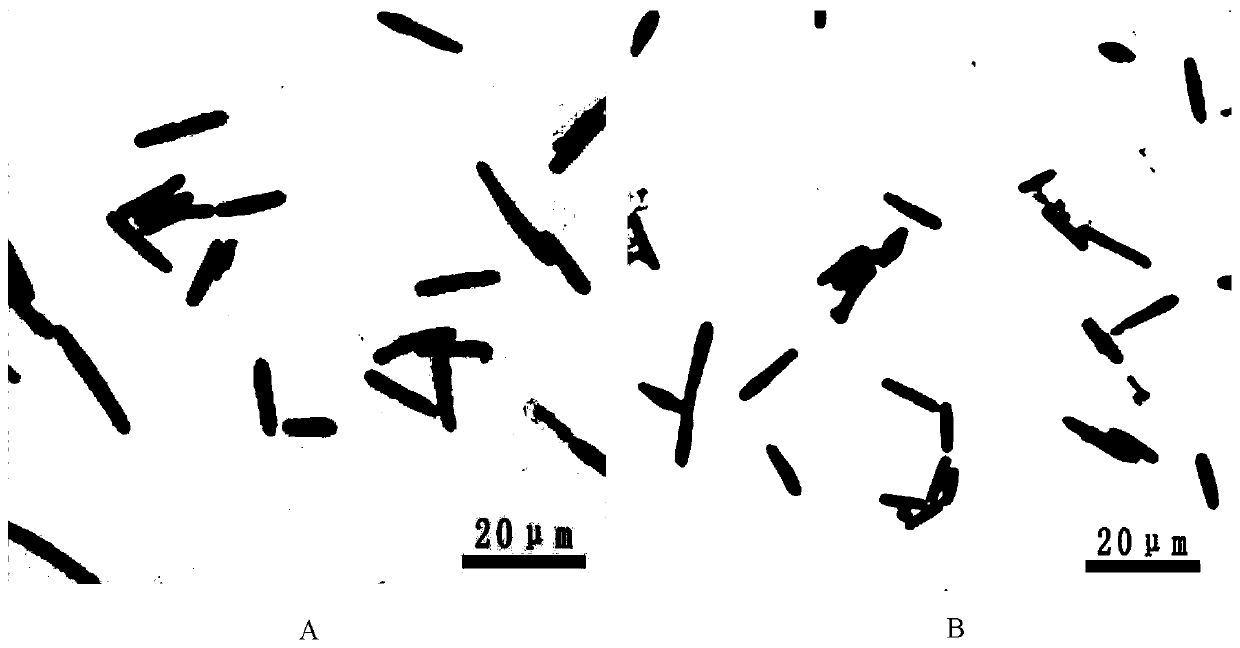 (B.massiliogorillae)YC9L and application thereof