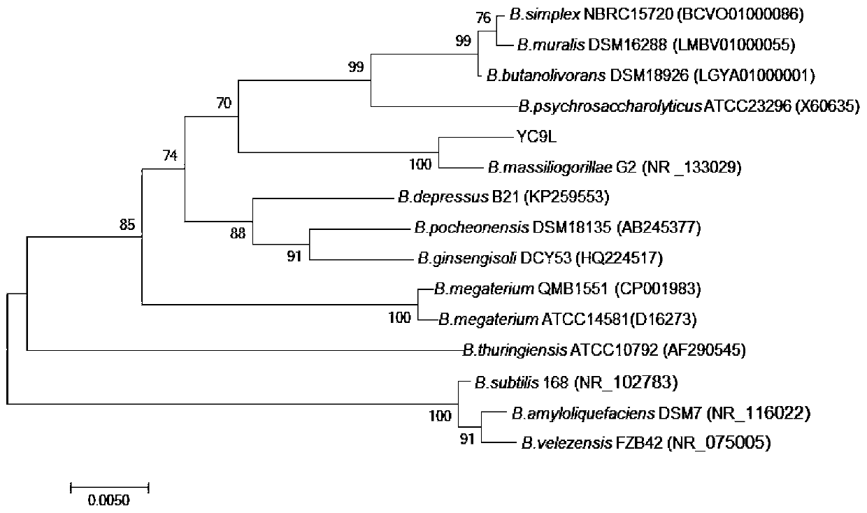 (B.massiliogorillae)YC9L and application thereof