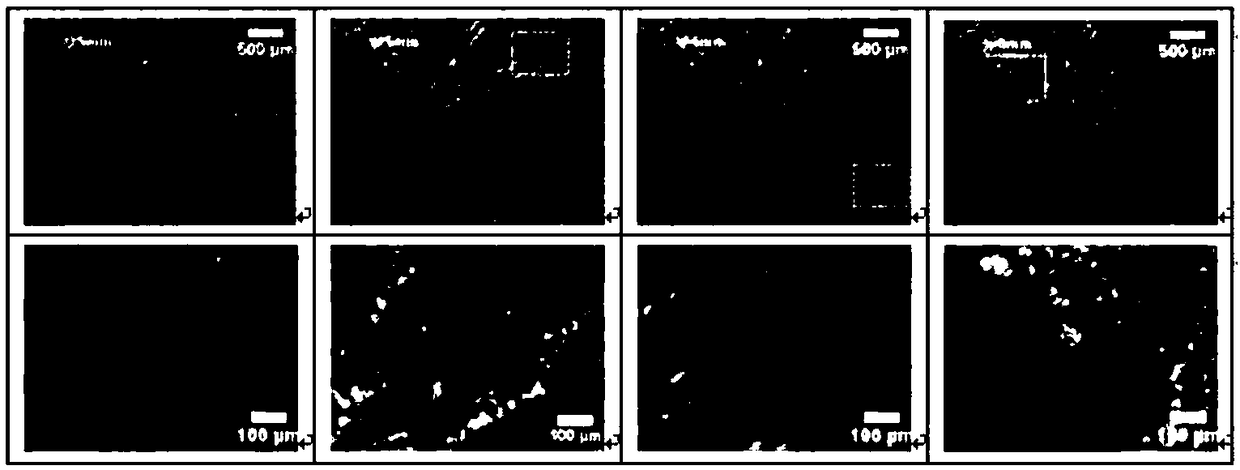 Apparatus and method for measuring aluminium combustion of solid propellant based on coaxial digital holographic method