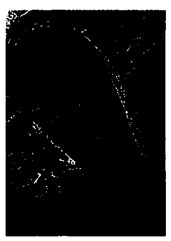 Production method for paraffin section of paeonia lactiflora mature embryo