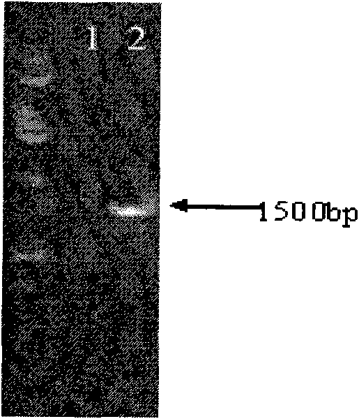 Method for producing chlorine-free vancomycin