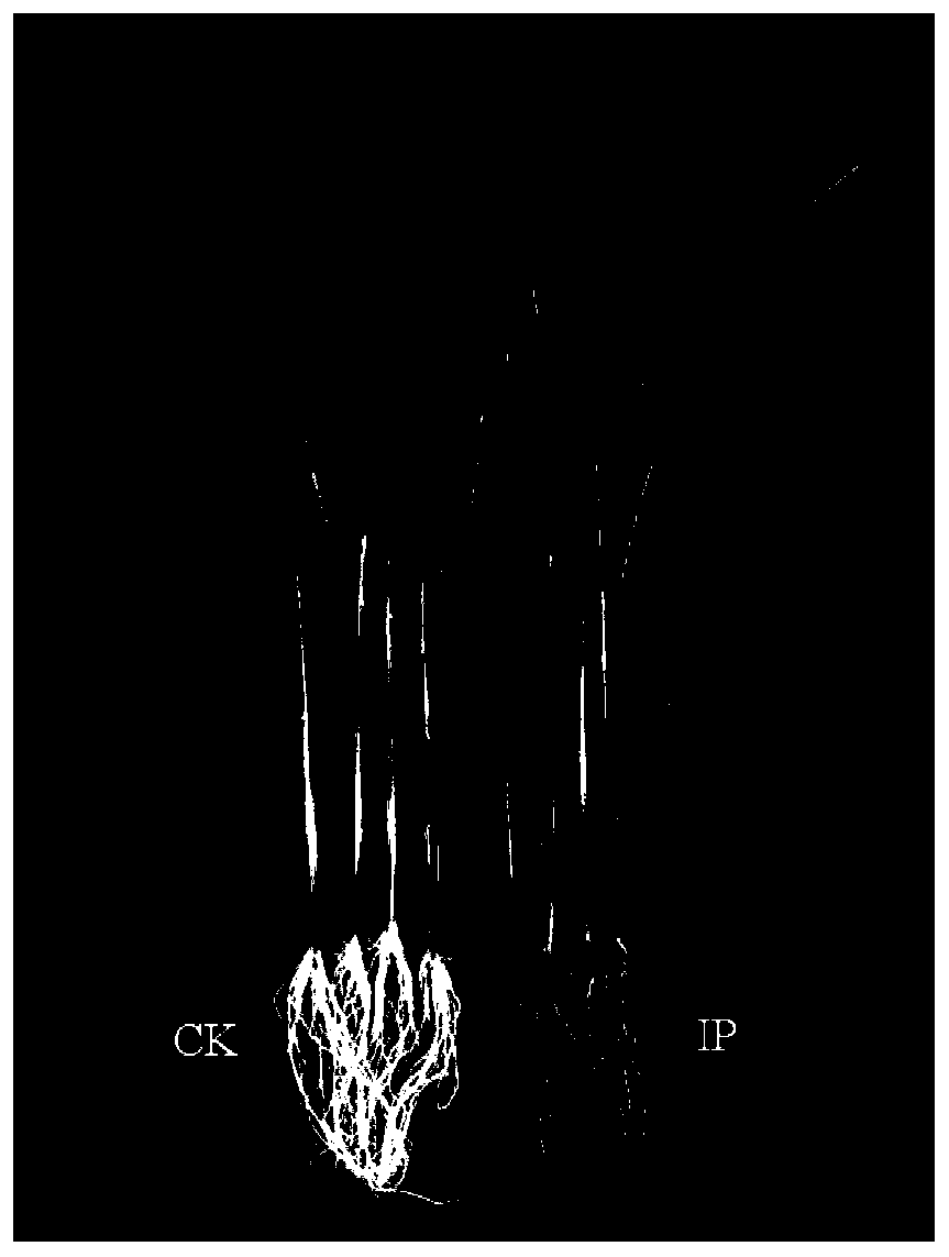 Method for promoting soil nitrate reduction by rice root iron plaque