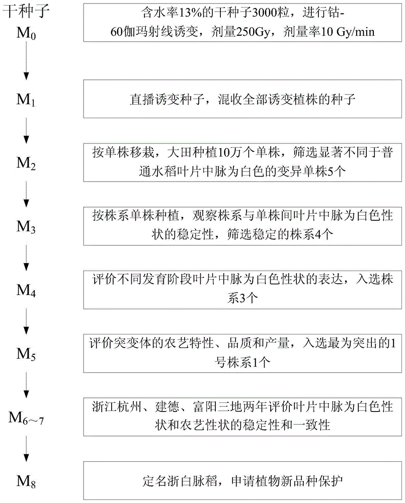 A method for breeding two-line sterile lines of hybrid rice with leaves carrying white midribs