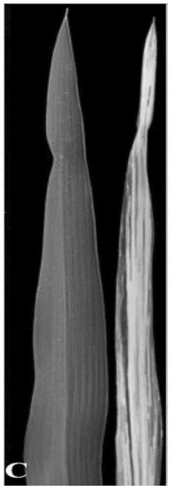 A method for breeding two-line sterile lines of hybrid rice with leaves carrying white midribs