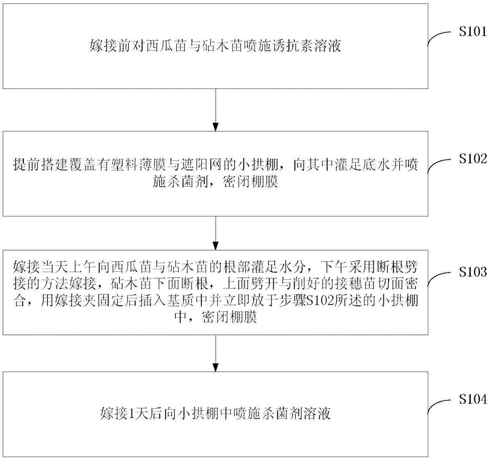 Method for increasing watermelon grafting survival rate