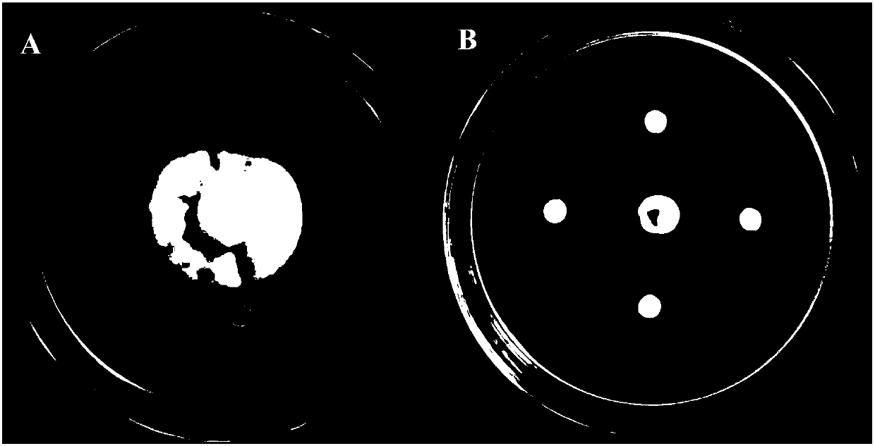 Delftia lacustris and application thereof in rice false smut prevention and control