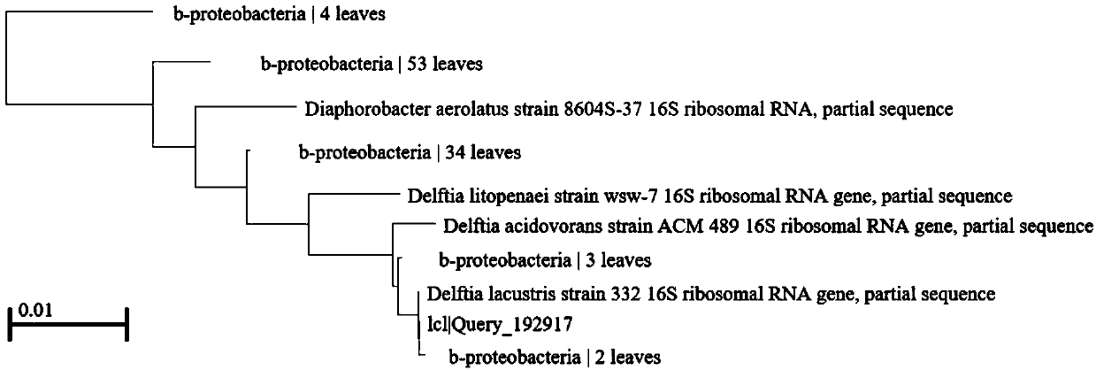 Delftia lacustris and application thereof in rice false smut prevention and control