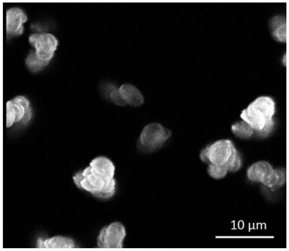 Stationary liquid for microscopic observation of hypsizigus marmoreus basidiospores, preparation method, fixing method and application