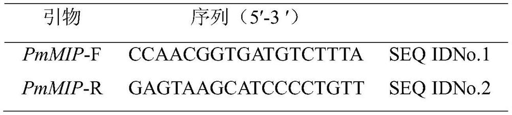 Single nucleotide polymorphism (SNP) molecular marker of pinctada fucata martensii growth trait-related pinctada fucata martensii molluscan insulin-related peptide (MIP) gene and application of SNP molecular marker