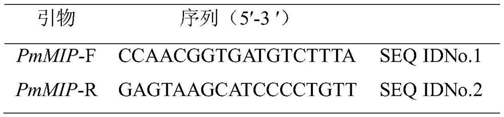 Single nucleotide polymorphism (SNP) molecular marker of pinctada fucata martensii growth trait-related pinctada fucata martensii molluscan insulin-related peptide (MIP) gene and application of SNP molecular marker