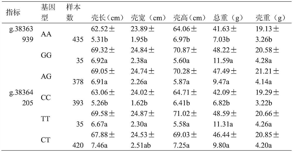 Single nucleotide polymorphism (SNP) molecular marker of pinctada fucata martensii growth trait-related pinctada fucata martensii molluscan insulin-related peptide (MIP) gene and application of SNP molecular marker