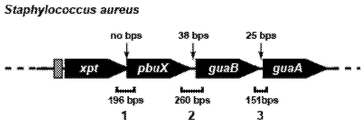 Guanine riboswitch binding compounds and their use as antibiotics