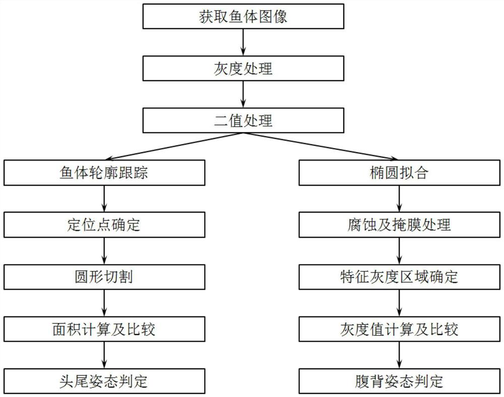 Fish posture judgment method based on visual recognition