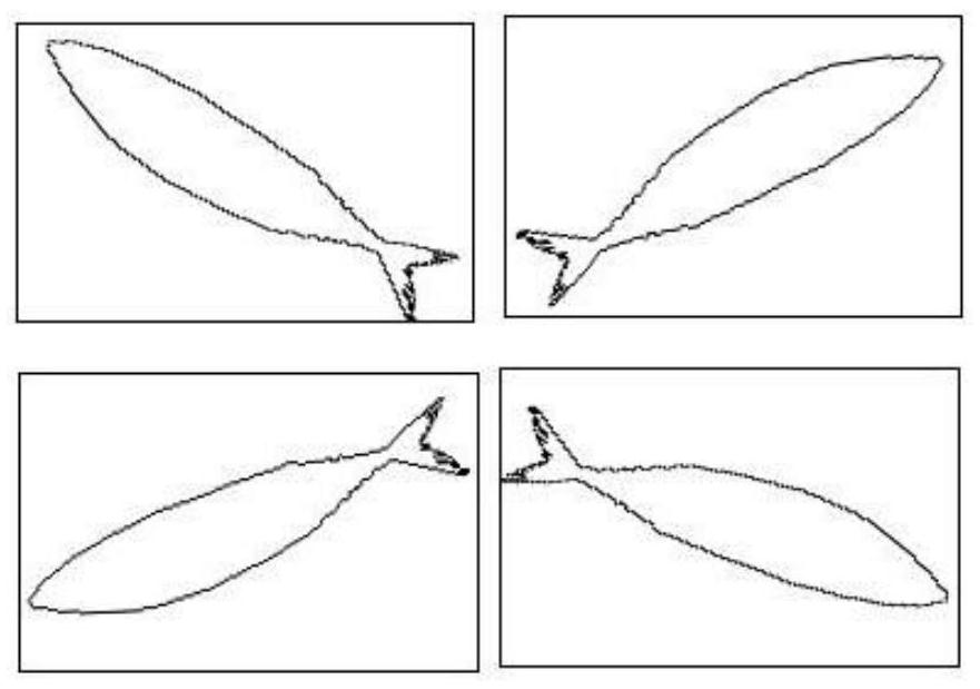 Fish posture judgment method based on visual recognition