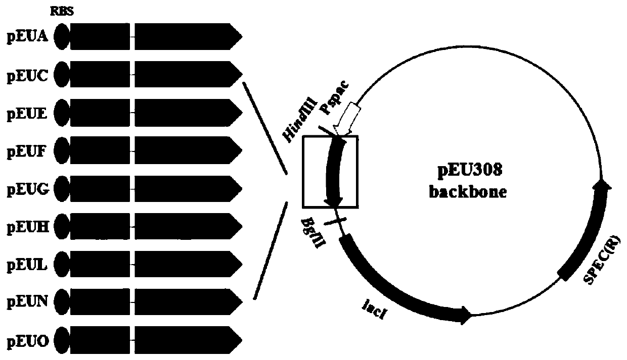 A Recombinant Streptococcus zooepidemicus Fermenting Small Molecule Hyaluronic Acid