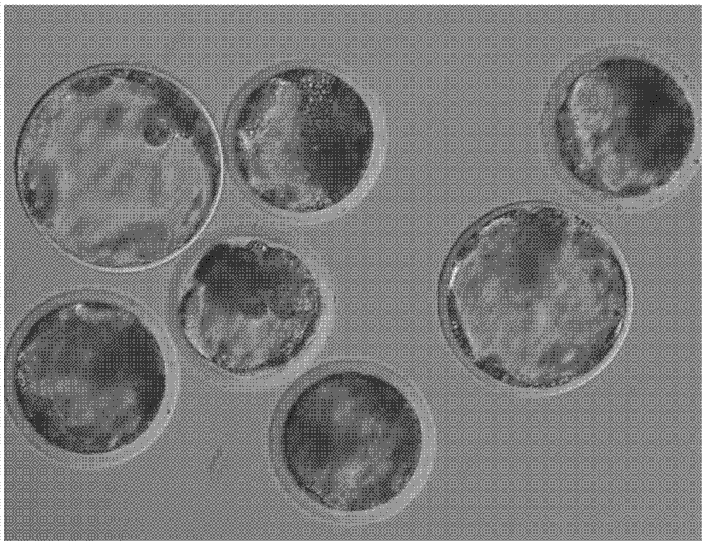 Method for improving transfer embryo use ratio of multiparous mammal