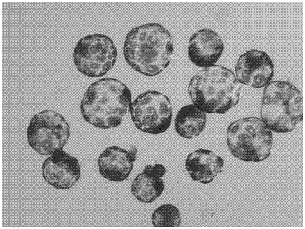 Method for improving transfer embryo use ratio of multiparous mammal