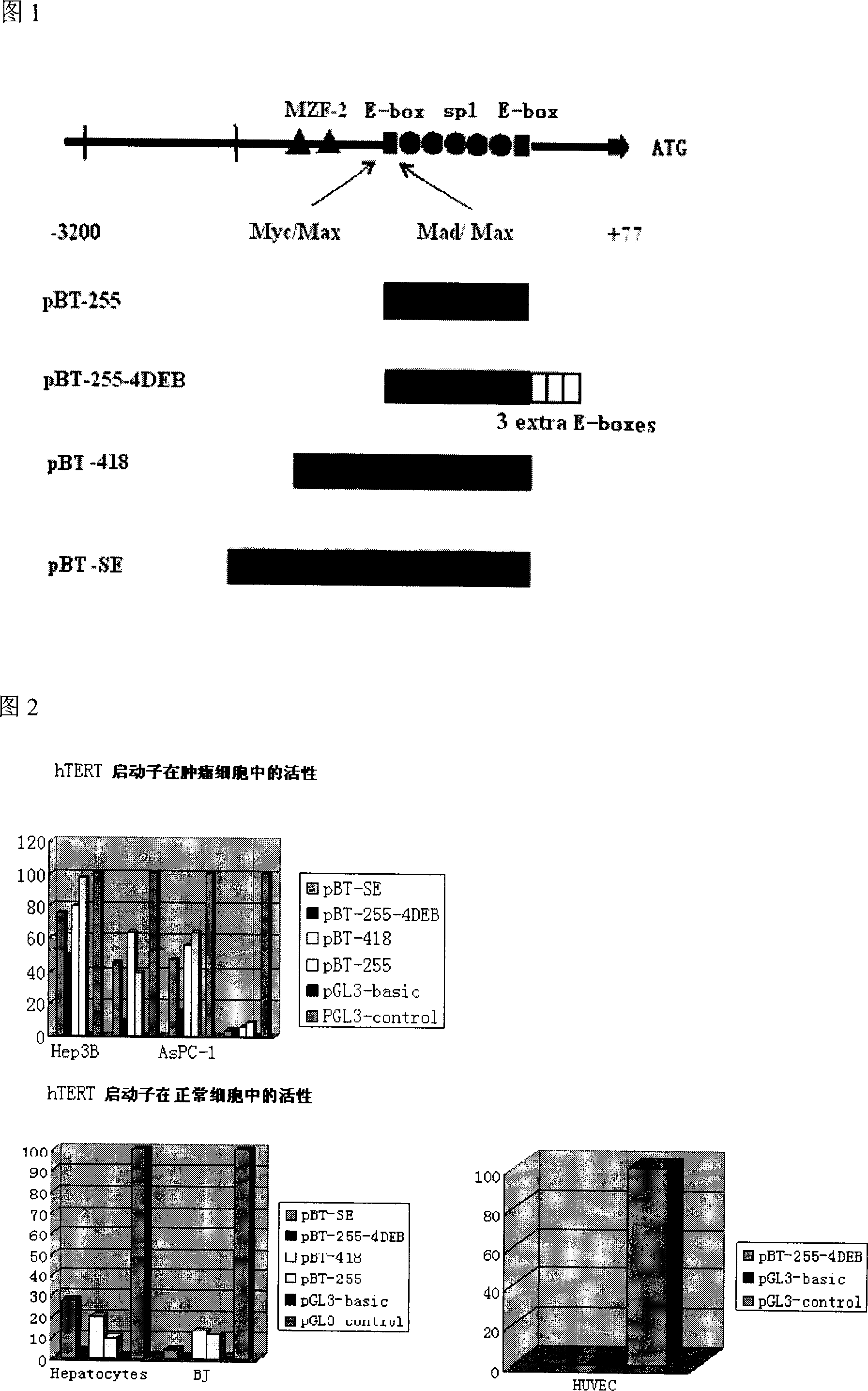 Tumour bi-target adenovirus AdCN103 and its construction method and application