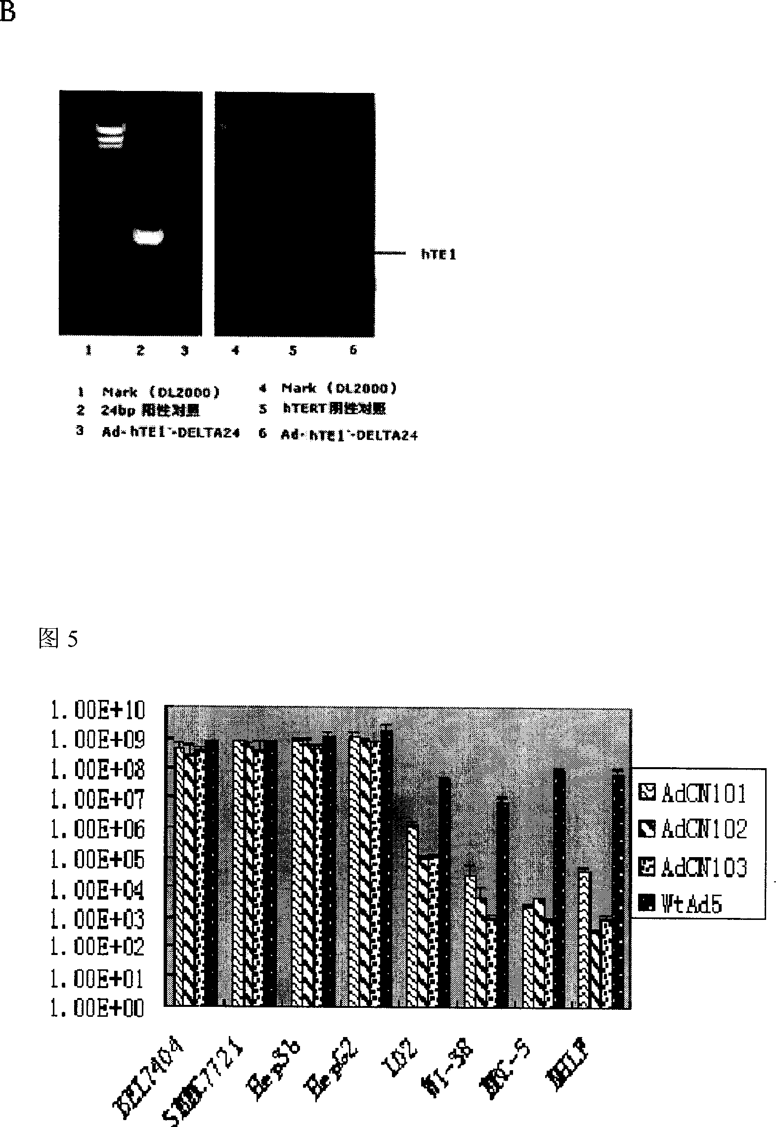 Tumour bi-target adenovirus AdCN103 and its construction method and application