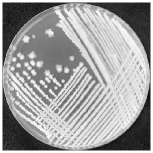 Bacillus subtilis and its application in control of stemphyllium botryosum of tomato