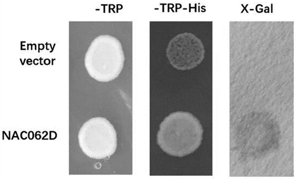 Protein of transcription factor NAC062D and application of encoding gene thereof in inhibiting seed germinating