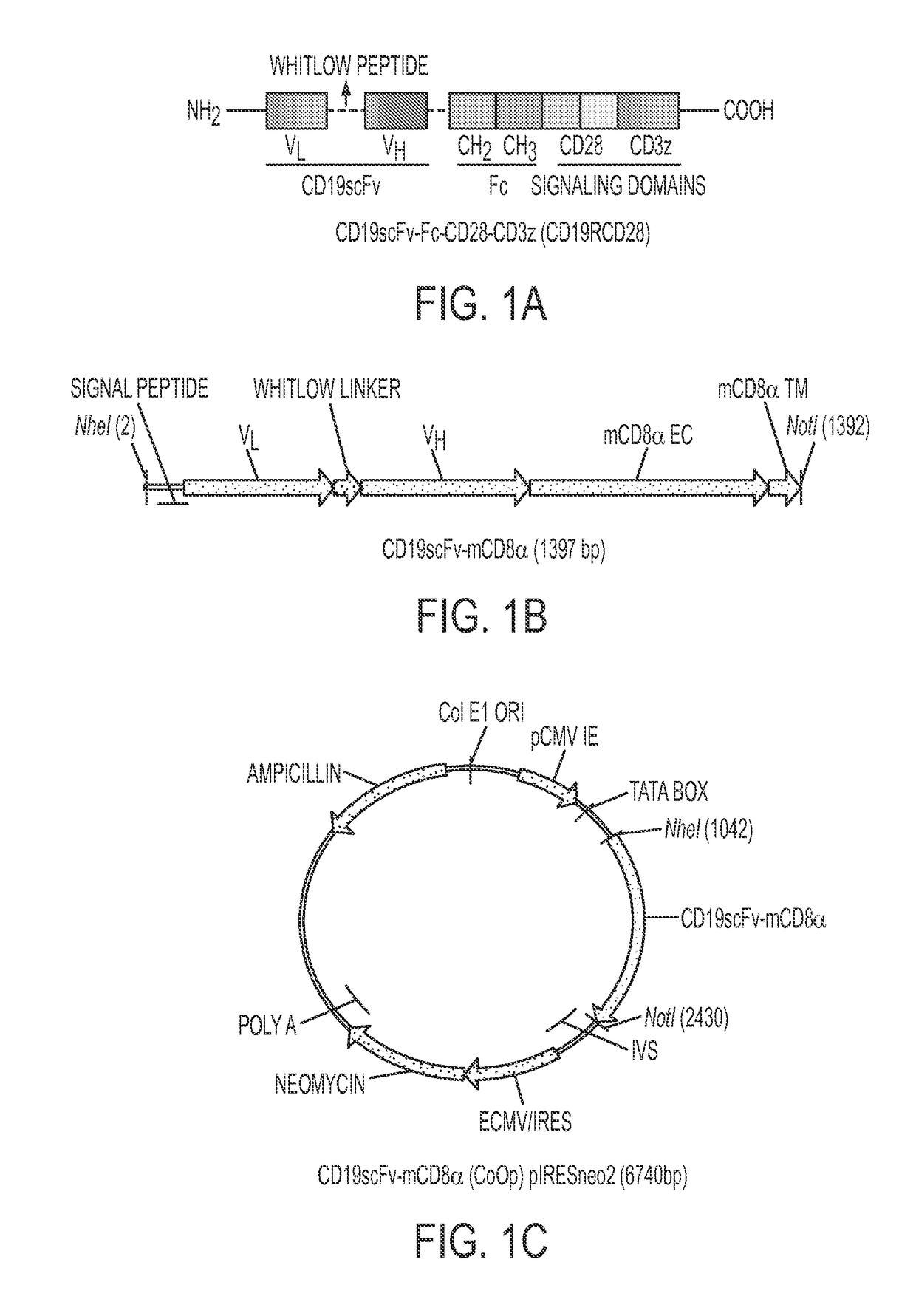 Anti-CD19 scFv (FMC63) polypeptide