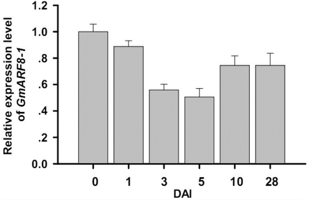 RNA (ribonucleic acid) interference vector and application thereof in culture of high nodulation nitrogen-fixing plants