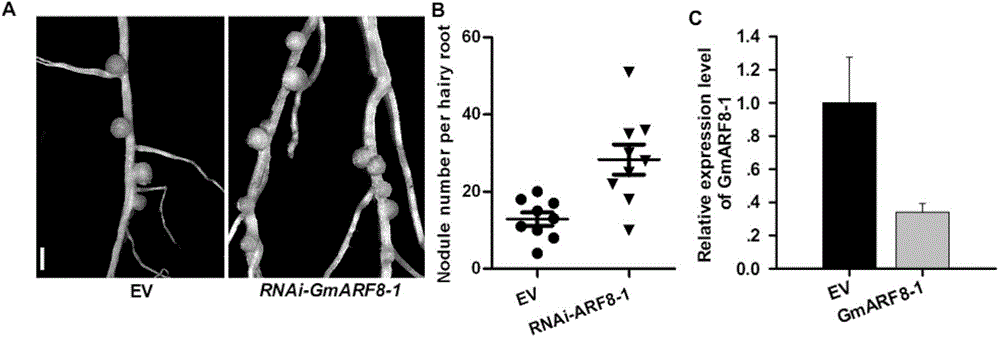 RNA (ribonucleic acid) interference vector and application thereof in culture of high nodulation nitrogen-fixing plants